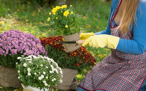 Local hedge maintenance for a commercial property in Hackbridge